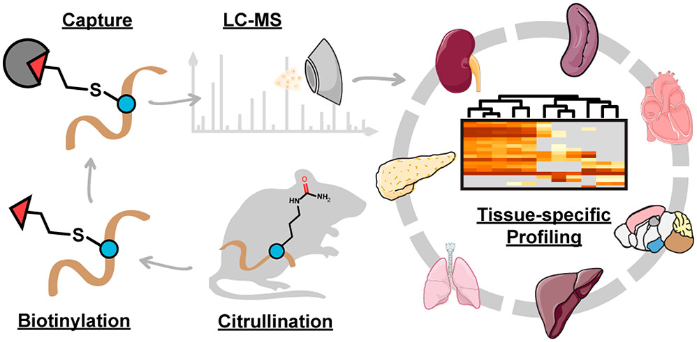 Citrullination TOC Image