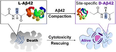 Chem Sci AB42