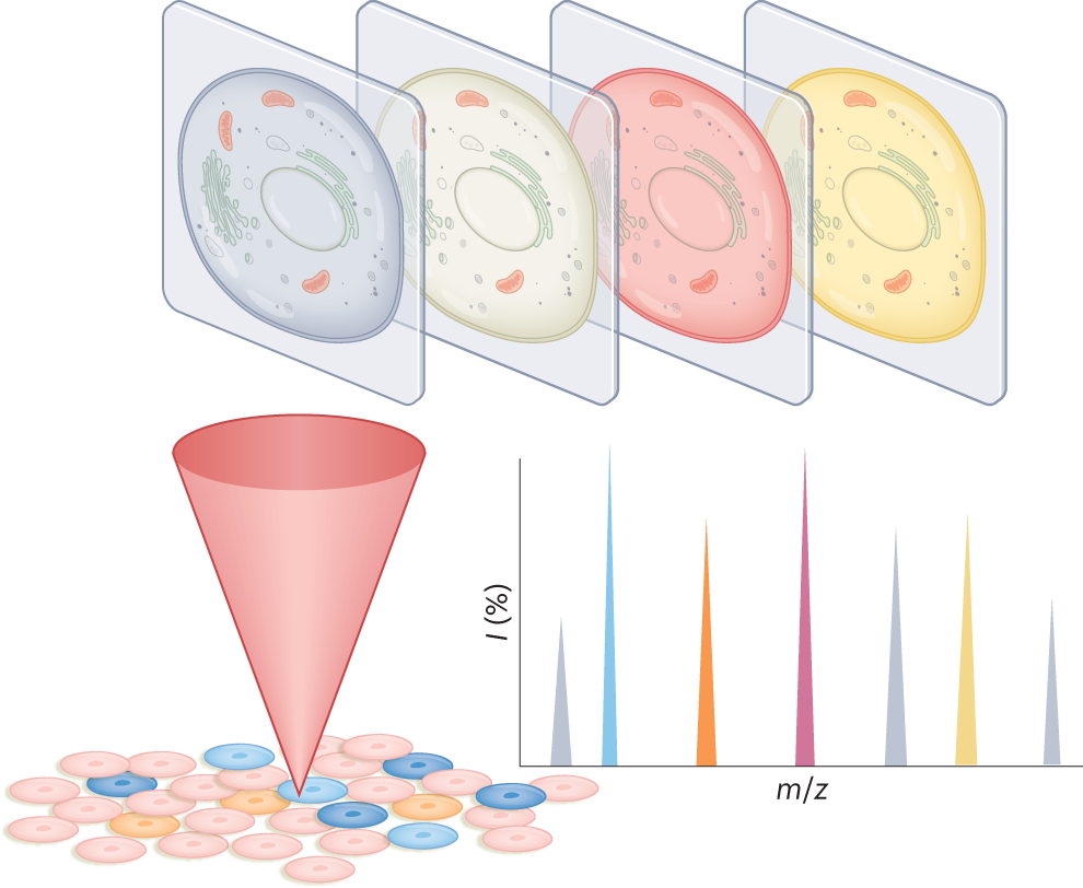 Single Cell IMaging